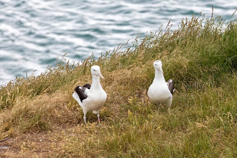 Albatros (Diomedea sanfordi), Taiaroa Head, Otago Peninsula, Neuseeland