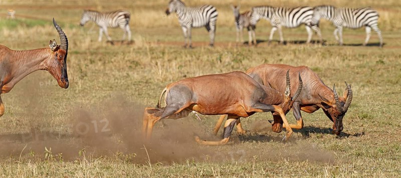 Fight between two Topi lei antelope bulls, Maasai Mara Game Reserve, Kenya, Africa