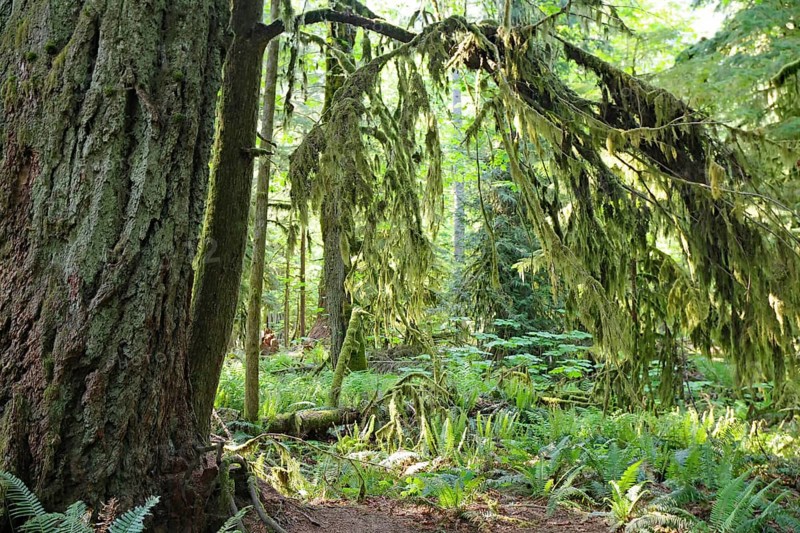 Huge old Douglas firs, overgrown with mosses and lichens, Cathedral Grove, MacMillan Park, Vancouver Island, Canada, North America