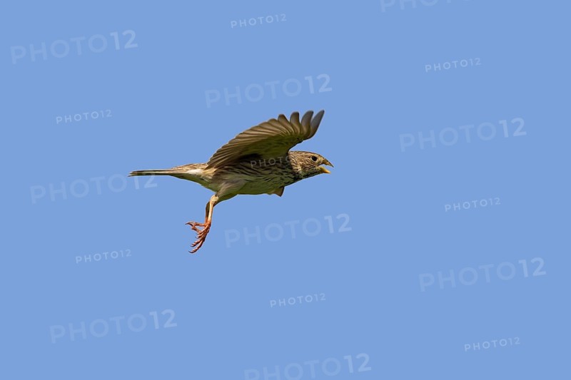 Corn bunting (Miliaria calandra) (Emberiza miliaria) calling in flight against blue sky