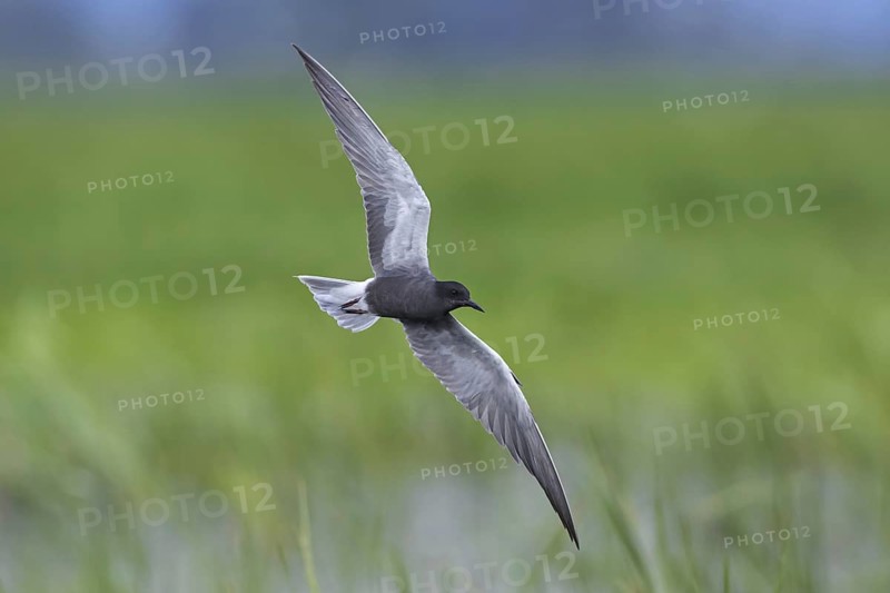 Black tern (Chlidonias niger) flying in breeding plumage over wetland in spring