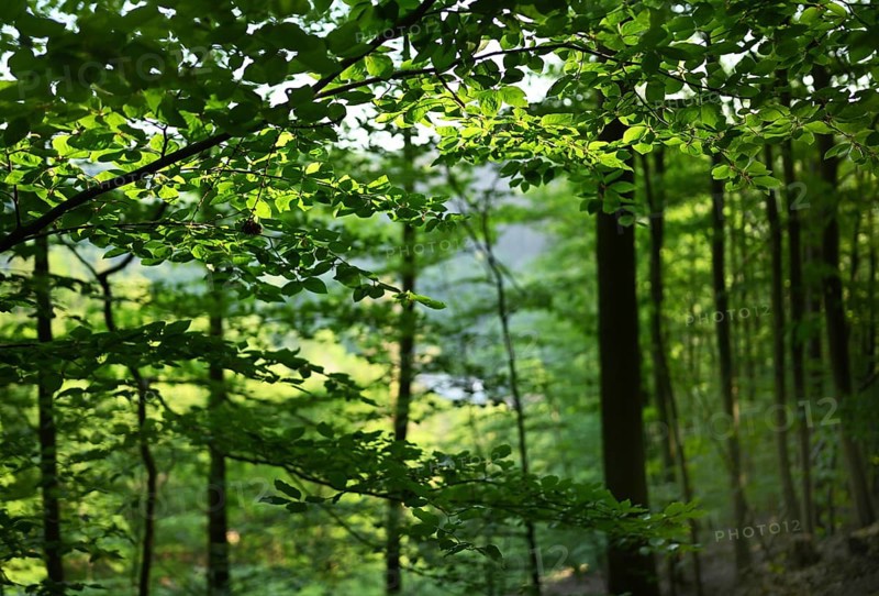 Forest in Sauerland, Germany, Europe