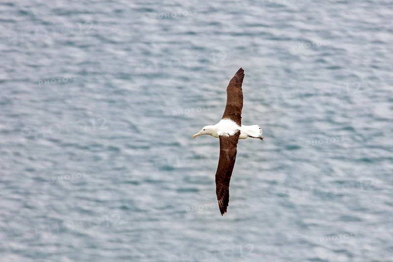 Albatros (Diomedea sanfordi), Taiaroa Head, Otago Peninsula, Neuseeland