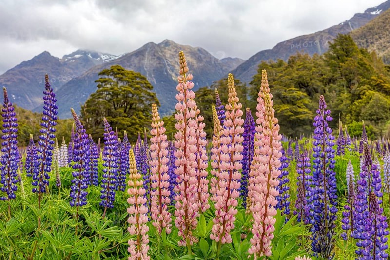 Lupins (Lupinus), Fiordland National Park, New Zealand, Oceania