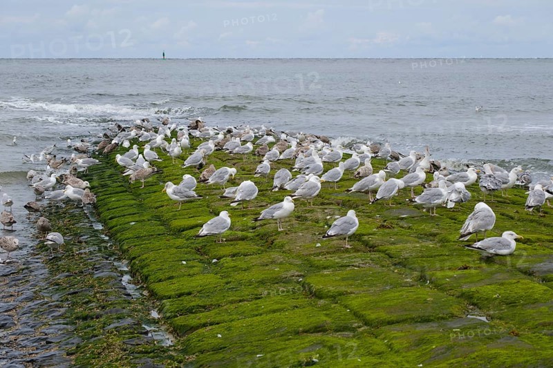 Herring Gulls (Larus michaellis) resting on a stone jetty on the coast, Norderney, North Sea, East Frisia, Lower Saxony, Germany, Europe