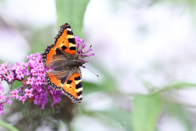 Small tortoiseshell (Aglais urticae), on butterfly bush or butterfly-bush (Buddleja davidii), high-key image, Wilden, North Rhine-Westphalia, Germany, Europe