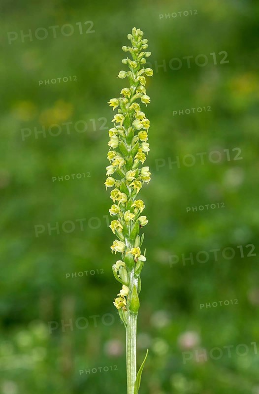 Flowering white butterbur (Pseudorchis albida) on a mountain meadow, Valais, Switzerland, Europe