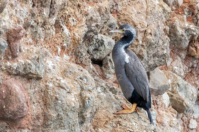 Cormorants (Phalacrocoracidae), Otago Peninsula, New Zealand, Oceania