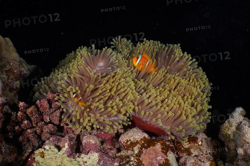 Magnificent sea anemone (Heteractis magnifica) and red sea clownfish (Amphiprion bicinctus) at night, dive site Dangerous Reef, St Johns Reef, Saint Johns, Red Sea, Egypt, Africa