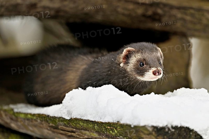 European polecat (Mustela putorius) or woodland polecat, sitting on a pile of wood, captive, Switzerland, Europe