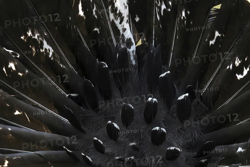 Western capercaillie (Tetrao urogallus) cock, close up detail of male's backside showing erect black tail feathers