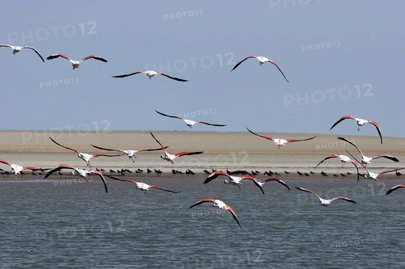 Greater flamingos (Phoenicopterus Roseus) flying, Banc d'Arguin National Park, Mauritania, Africa