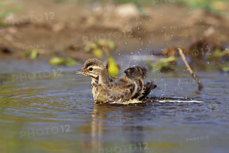 Western yellow wagtail (Motacilla flava), young bird taking a bath, plumage care, Naturpark Flusslandschaft Peenetal, Mecklenburg-Western Pomerania, Germany, Europe