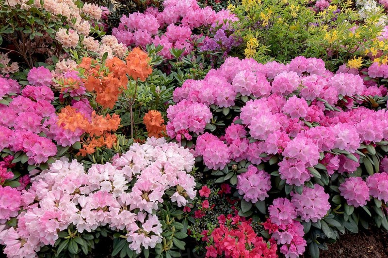 Rhododendron and azalea blossom, Lower Saxony, Germany, Europe