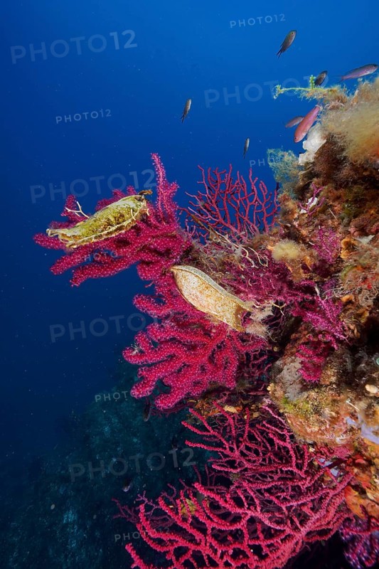 Two specimens of egg capsule of nursehound (Scyliorhinus stellaris) on violescent sea-whip (Paramuricea clavata) with open polyps in the Mediterranean Sea near Hyères. Dive site Giens Peninsula, Côte dAzur, France, Europe