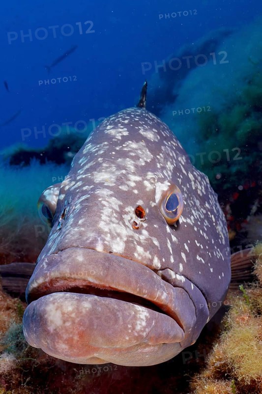 Portrait of dusky grouper (Epinephelus marginatus) (Mycteroperca marginatus) in the Mediterranean Sea near Hyères. Dive site marine reserve Port Cros, Côte dAzur, France, Europe