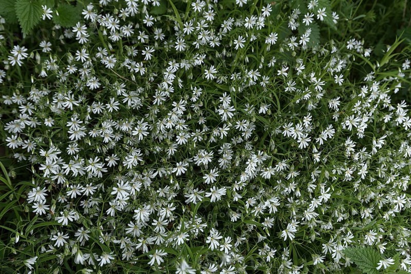 Chickweed (Stellaria holostea), Bavaria Germany