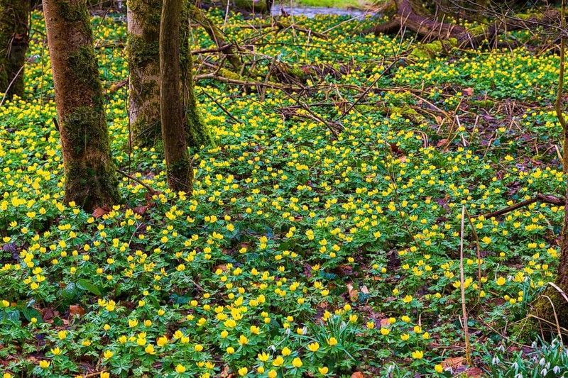 L. Winter aconites (Eranthis hyemalis) in the Polenz Valley
