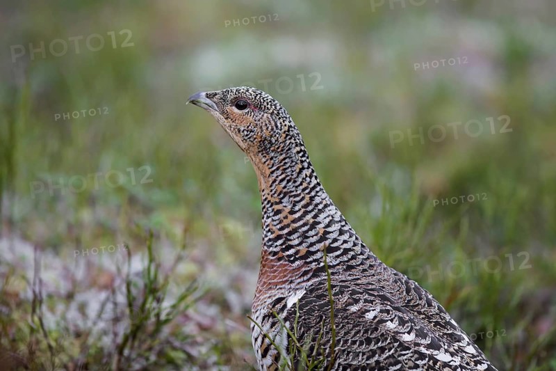 Close up portrait of Western capercaillie (Tetrao urogallus), wood grouse hen, female in spring