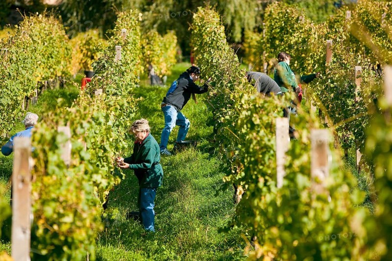 Grape grape harvest at the Klaus Zimmerling winery
