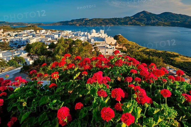 Red geranium flowers with Greek village Plaka in background on Milos island in Greece