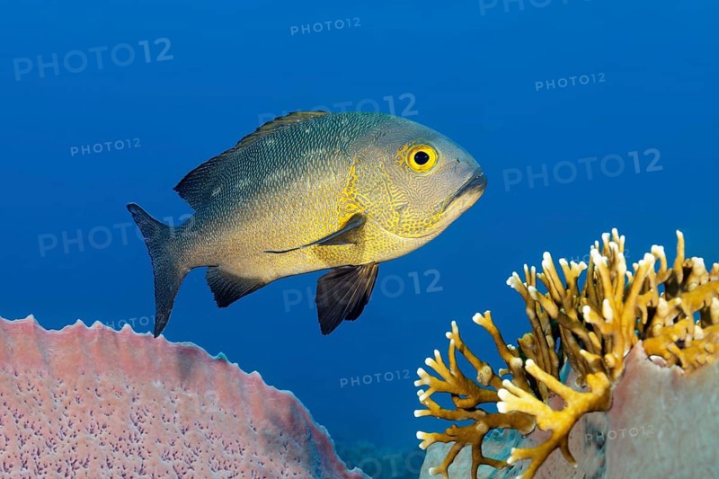 Black and white snapper (Macolor niger), Great Barrier Reef, UNESCO World Heritage Site, Coral Sea, Coral Sea, Pacific Ocean, Cairns, Queensland, Australia, Oceania