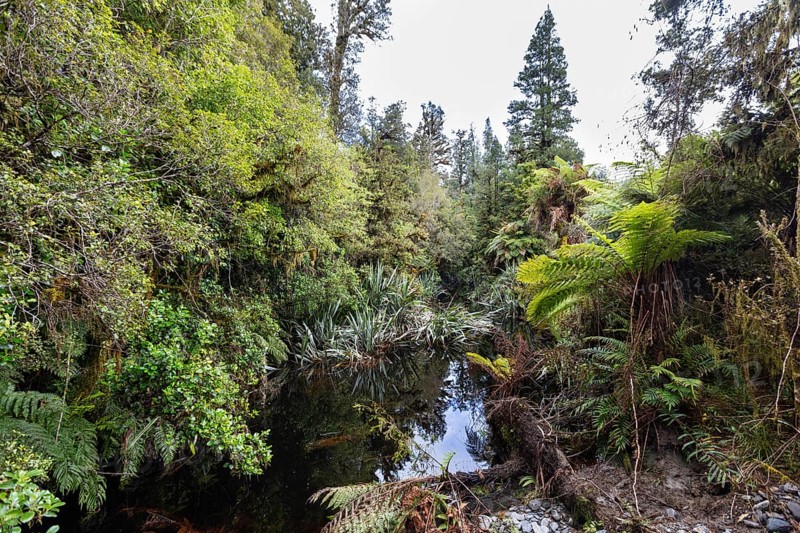 Lake Matheson Trail, New Zealand, Oceania