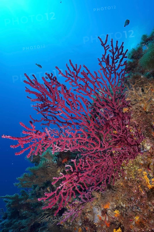 Violescent sea-whip (Paramuricea clavata) with closed polyps in the Mediterranean near Hyères. Dive site Giens Peninsula, Côte dAzur, France, Europe