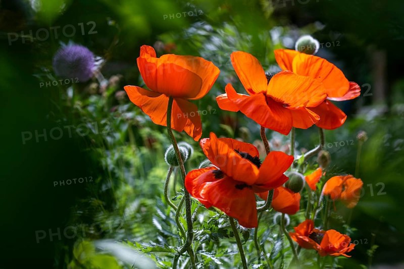 Oriental poppy (Papaver orientale), garden, Baden-Württemberg, Germany, Europe