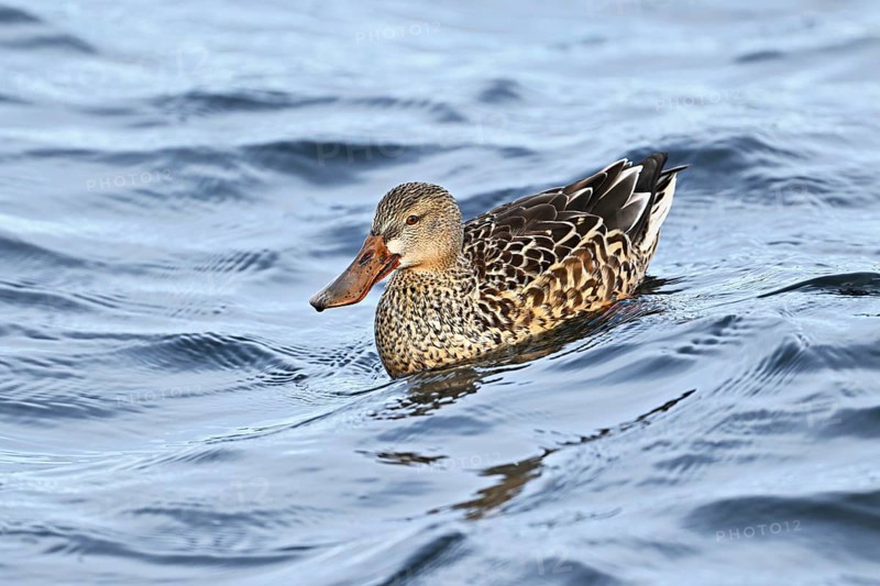 Northern shoveler (Spatula clypeata) (Syn.: Anas clypeata), female swimming on Lake Zug, Switzerland, Europe