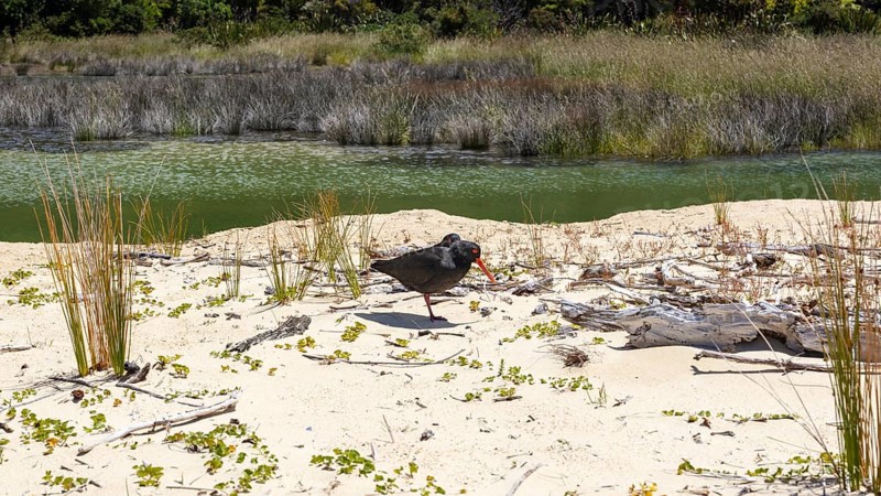 Oystercatcher bird (Haematopus unicolor), Abel Tasman Coast Track, Apple-Tree-Bay, Kaiteriteri, New Zealand, Oceania