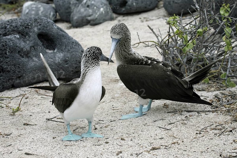 Two blue-footed boobies (Sula nebouxii excisa) on the beach, Lobos island, Galápagos Islands, Ecuador, Latin America, South America