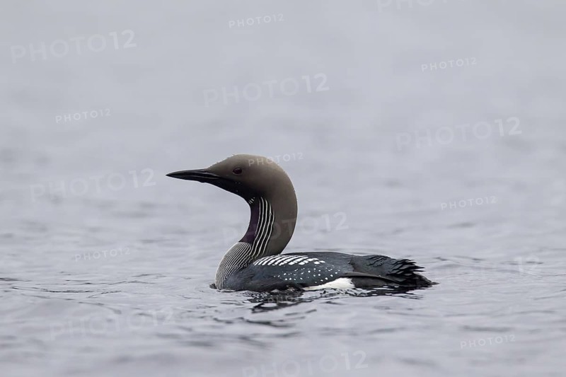 Black-throated loon, Arctic loon, black-throated diver (Gavia arctica) in breeding plumage swimming in lake in spring