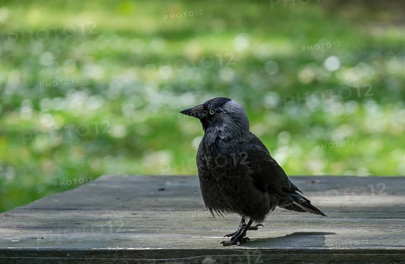 Western jackdaw (Corvus monedula) sitting on a wooden table, North Rhine-Westphalia, Germany, Europe