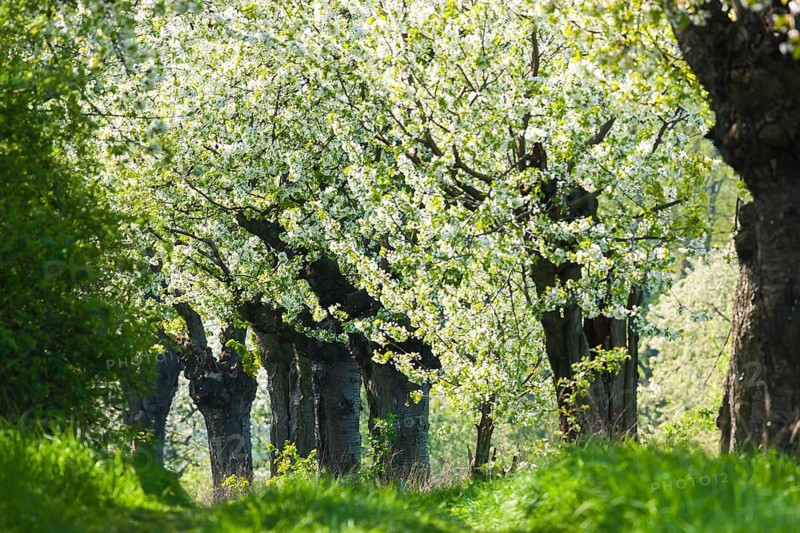 Spring in a carp tavern near Meissen