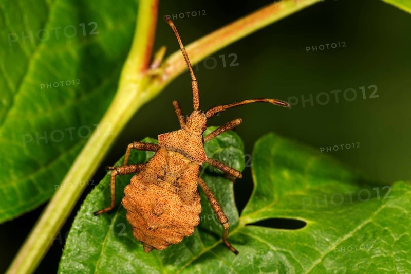 Dock bug (Coreus marginatus) in 5th larval stage on a leaf, Baden-Württemberg, Germany, Europe