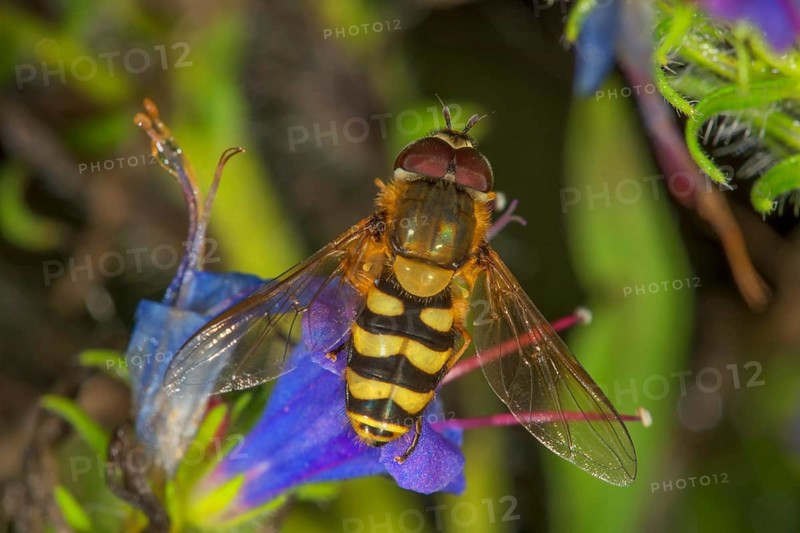 Garden hoverfly (Syrphus ribesii) male on blue viper's bugloss (Echium vulgare), Baden-Württemberg, Germany, Europe