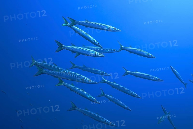 Group, shoal of european barracuda (Sphyraena sphyraena) near Hyères. Dive site Giens Peninsula, Côte dAzur, France, Europe