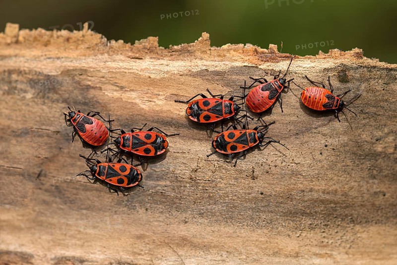 Fire bugs (Pyrrhocoridae) on dead wood, Bavaria, Germany, Europe