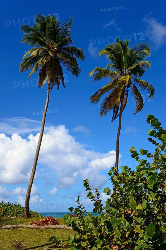 Two tall palm trees rising into the clear blue sky on a tropical island, Limon beach, El Limón, El Seibo, Dominican Republic, Hispaniola, Caribbean, America, Central America