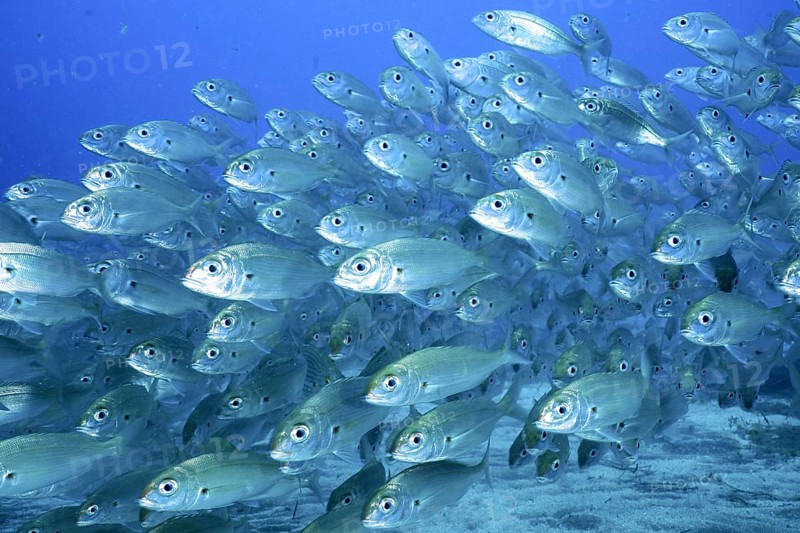 Shoal, group of arctic seabream (Pagellus acarne), dive site El Cabron Marine Reserve, Arinaga, Gran Canaria, Spain, Atlantic Ocean, Europe
