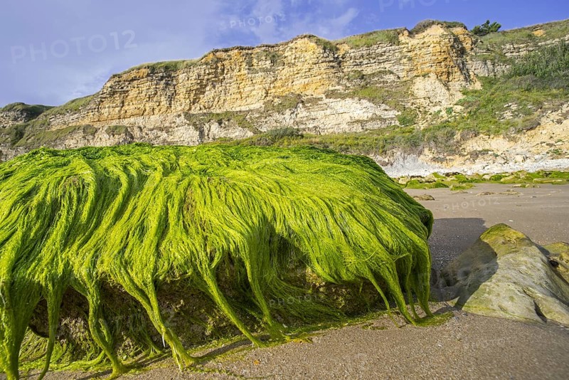 Lumps of Enteromorpha spec., Ulva spec., green alga species of gutweed (Ulvaceae) growing on rock on the beach at low tide, Normandy, France, Europe
