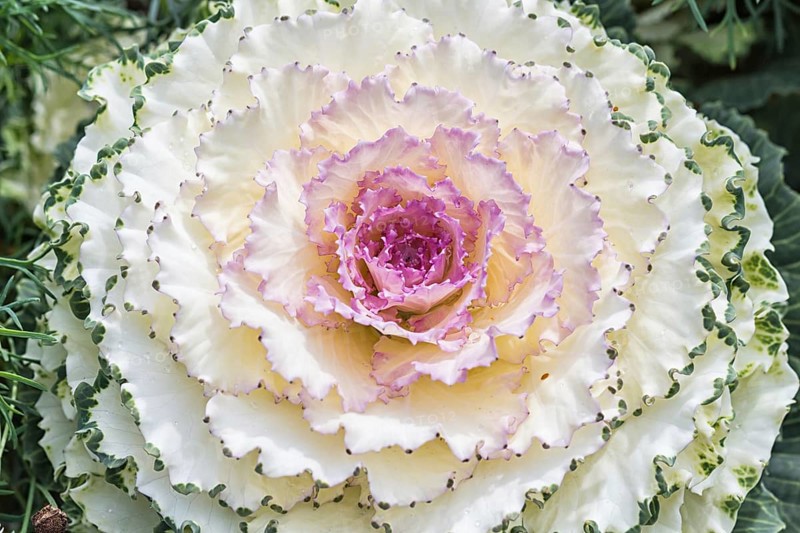 Decorative creamy white cabbage in a botanical garden