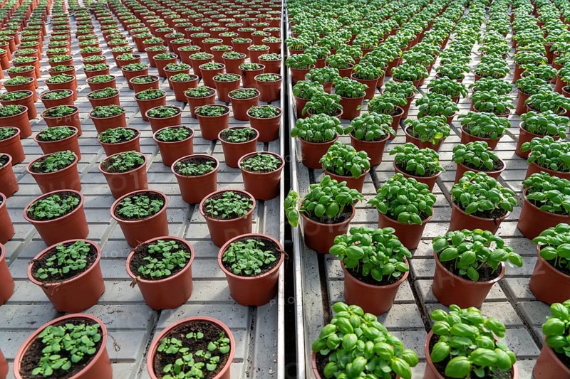 Agriculture, herb gardening, basil plants in pots, in various stages of growth, in a greenhouse