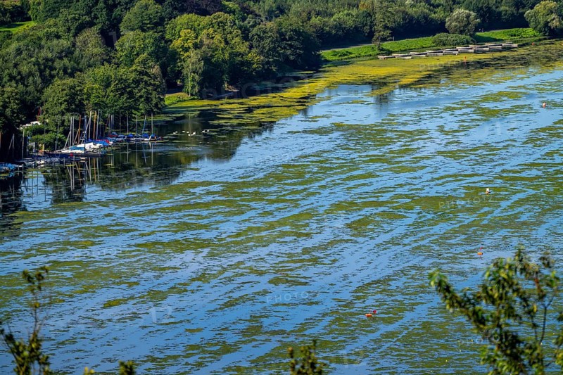 Green carpet of plants on Lake Baldeney in Essen, proliferating aquatic plant Elodea, waterweed, an invasive species, the fast-growing aquatic plant proliferates on large parts of the Ruhr reservoir, increased water temperatures accelerate growth, leisure boat traffic is severely impaired, Essen, North Rhine-Westphalia, Germany, Europe