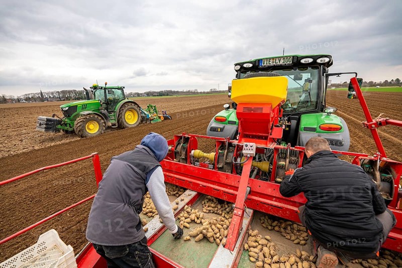 Early potatoes are laid in the soil of the field with a planting machine, tractor with roundabout harrow prepares the soil, agriculture, spring