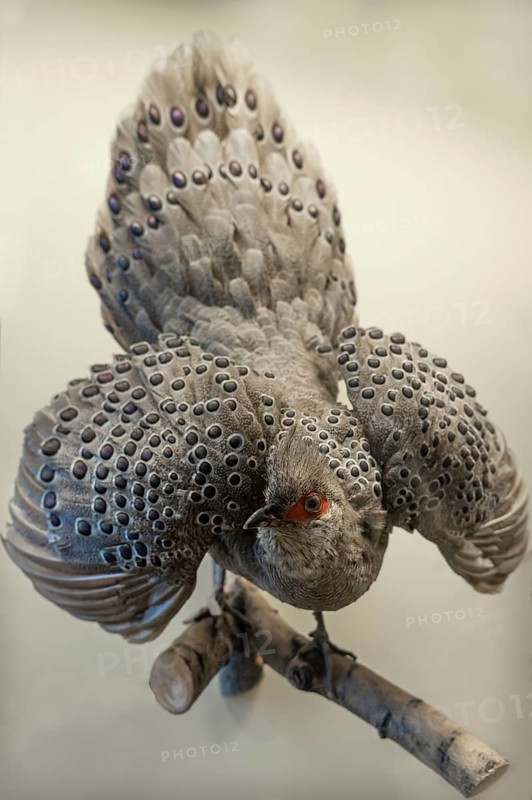 Grey burmese peacock-pheasant (Polyplectron bicalcaratum), Natural History Museum, Vienna, Austria, Europe