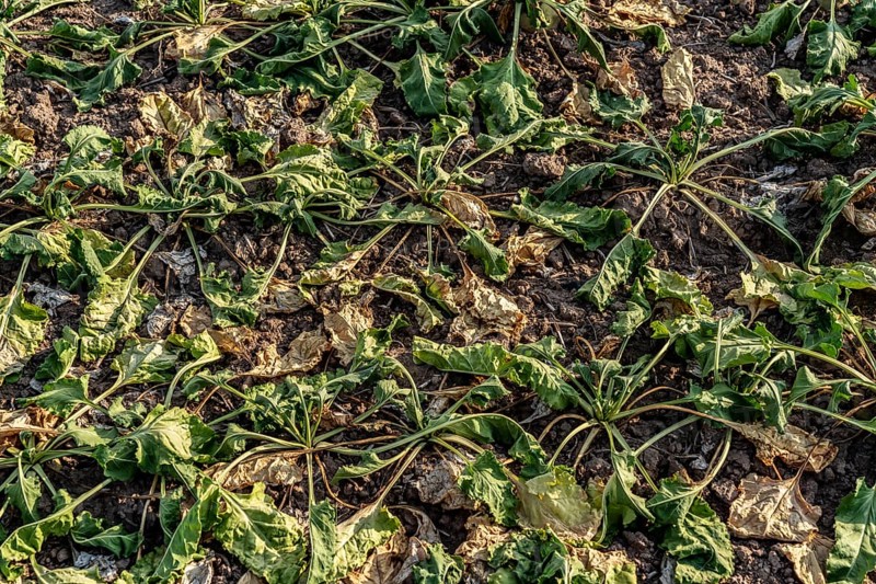 Field with withered plants, sugar beet that did not survive the long drought, low rainfall summer season, near Minden, North Rhine-Westphalia, Germany, Europe