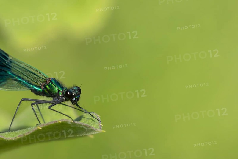 Banded demoiselle damselfly (Calopteryx splendens) adult male insect resting on a reed leaf in the summer, Suffolk, England, United Kingdom, Europe