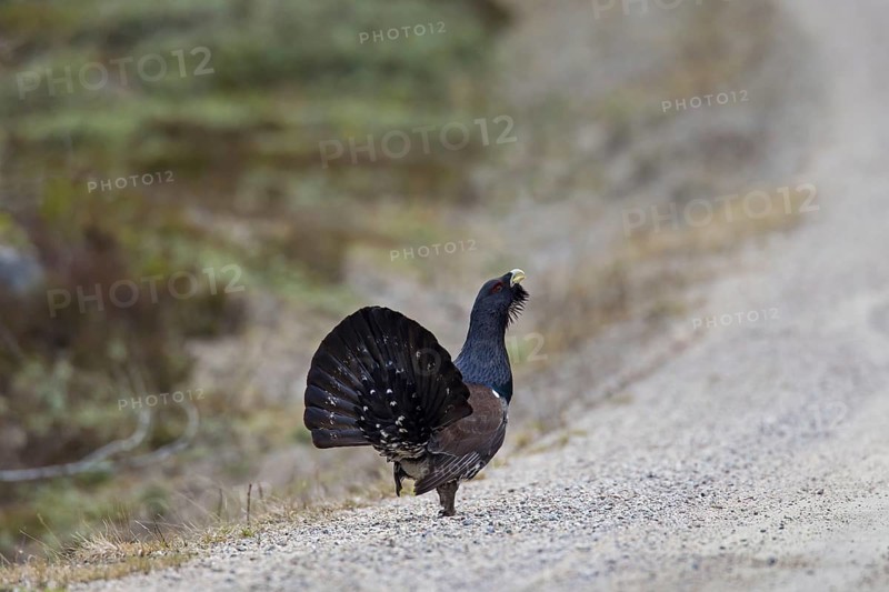 Western Capercaillie (Tetrao urogallus), Wood Grouse, Heather Cock showing courtship display on dirt road in spring